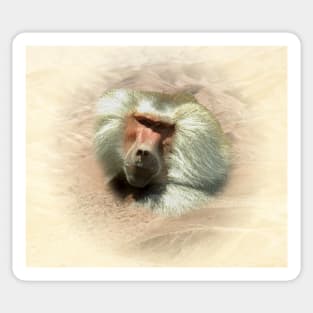 Baboon Sticker